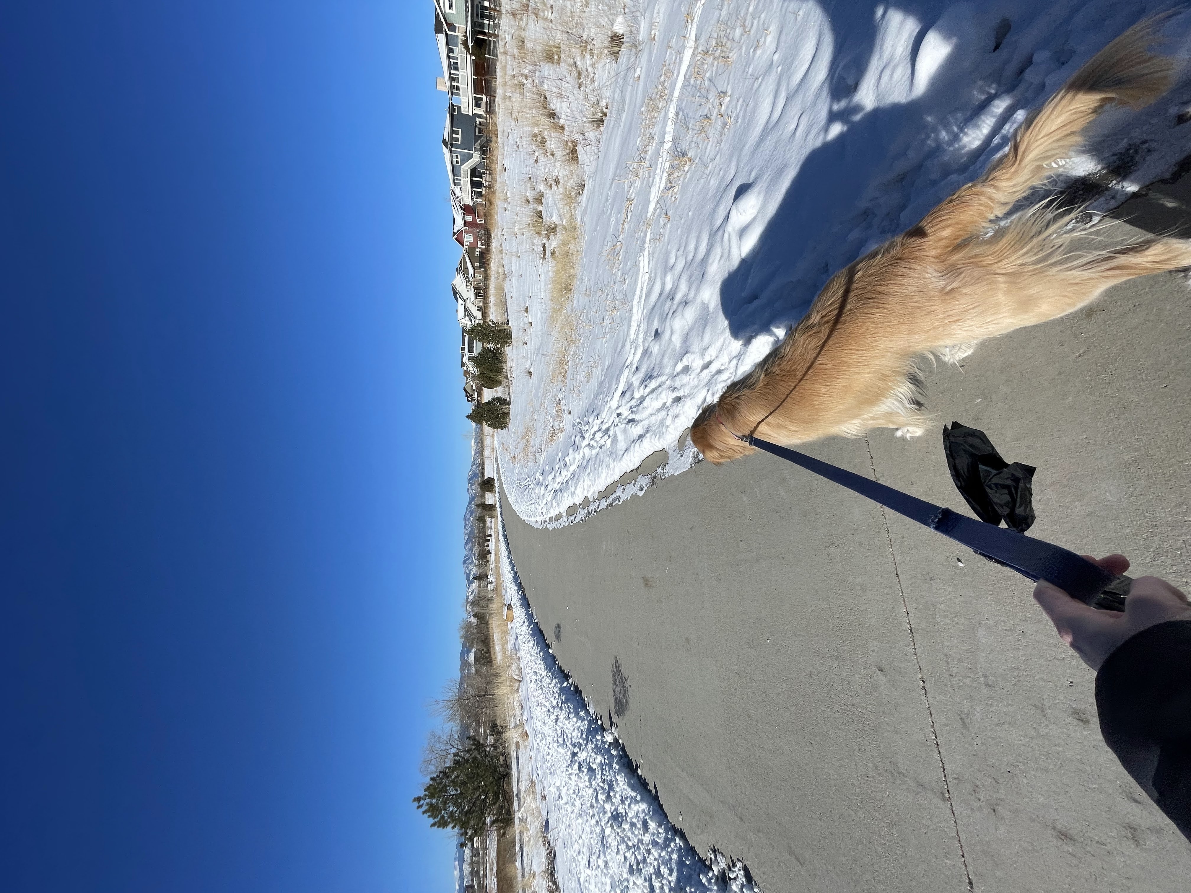 First-person view of walking a dog